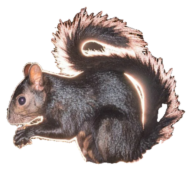 The Black Fox Squirrel